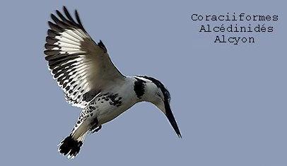 Alcyon est un oiseau photographié en vol